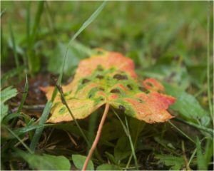 Fall Rain, Photography by Laura O'Leary - Size 8in x 10in (Dec.2016-Jan.2017)