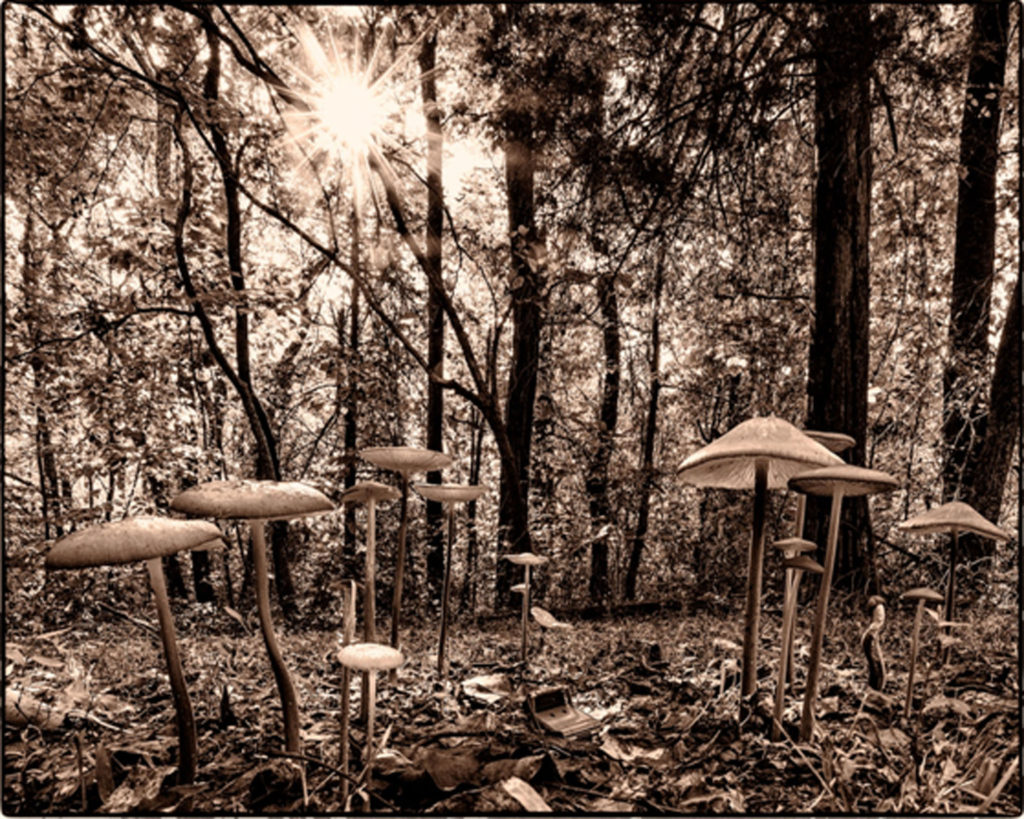 SECOND PLACE: Mushroom Forest, Photography by David G. Boyd - Size 8in x 10in (February 2017)