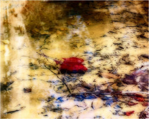 HONORABLE MENTION: Red in Gold, Photography by Becki Heye - Size 8in x 10in (May 2017)