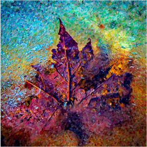 When Leaf Meets Ice, Photography by David Kennedy - Size 13in x 13in (February 2017)