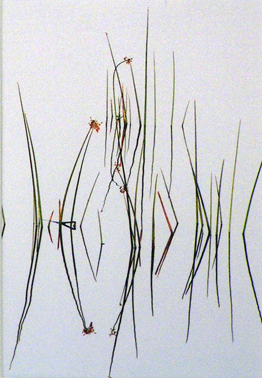 THIRD PLACE: Marsh Grass Reflections, Photography by Susan Krieg (February 2012)
