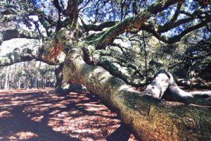 Angel Oak, Photography by Kenneth F. Allwine II (October 2012)