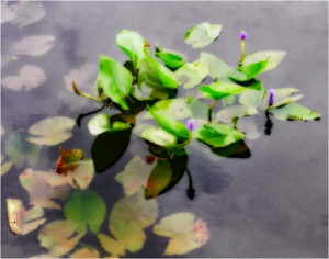 Lilies Afloat, Photography by Becki Heye, 11in x 14in, $125 (November 2017)