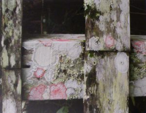 Christmas Wreath Lichens, Photograph by Penny A. Parrish, Unframed 11in x 14in Framed 16in x 20in (April 2013)