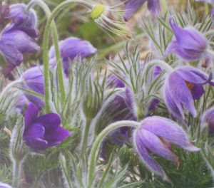 Pasque Flowers, Photograph by Penny A. Parrish, Unframed 16in x 19in Framed 22in x 25in (April 2013)