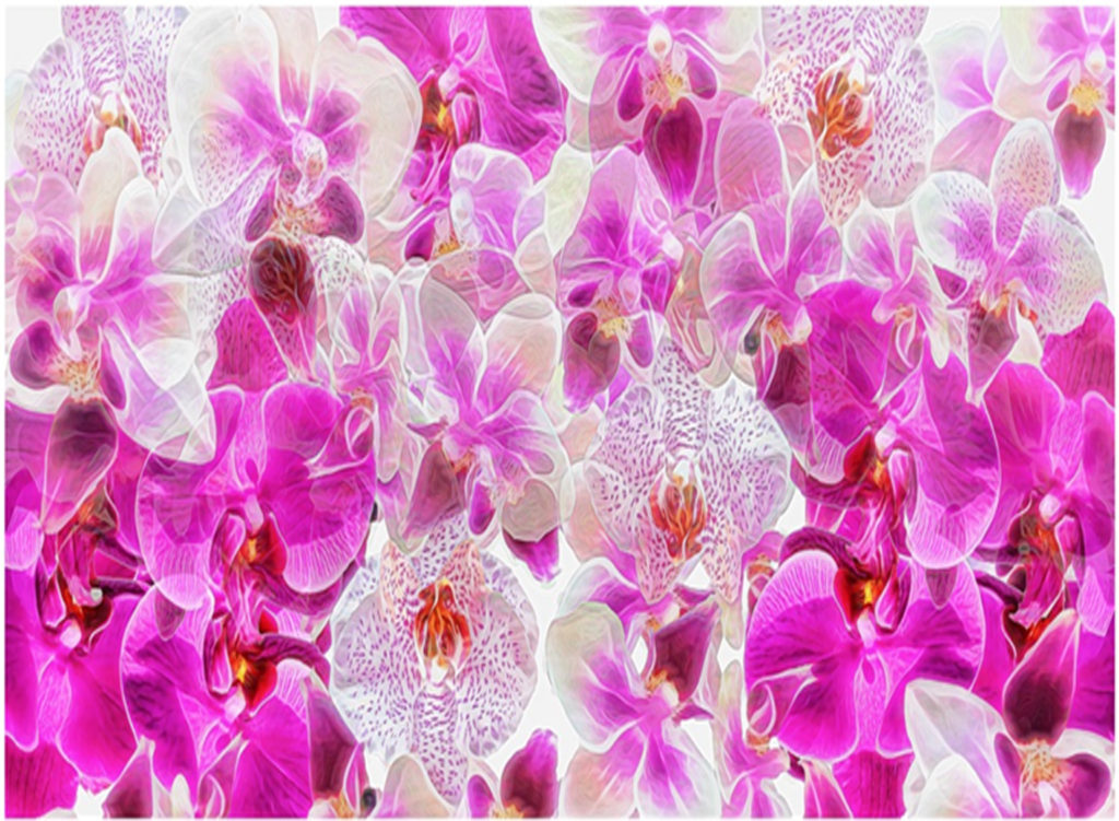 THIRD PLACE: Symphony of Orchids, Photography by Vicky McCracken, 22in x 30in, $350 (April 2018)