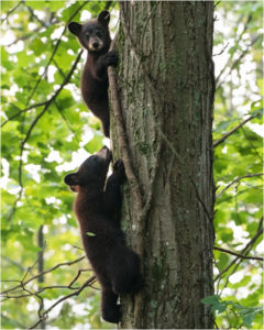 Climbing Cubs, Photograph by Matthew Huntley, 20in x 16in, $100 (August 2018)