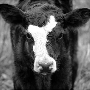 Calf, Photography by Mary Johnson-Mason, 5in x 5in, $75 (February 2019)