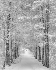 Quiet Path, Photography by Jeanne Jackson, 20in x 16in, $175 (February 2019)