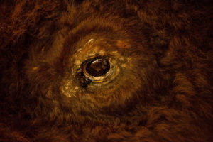 Eye of the Bison, Photography by Dawn Whitmore, 8in x 10in, $95 (March 2019)