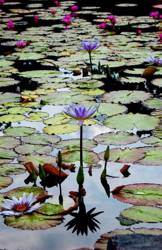 HONORABLE MENTION: The Lotus Pond, Photograph on Metallic Paper by Lee Cochrane, 17in x 11in, $180 (April 2019)