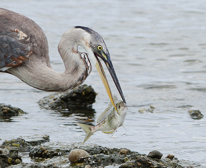 Heron Lunch by Dawn Whitmore (MG: September 2015)