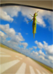 Airplane Hitchhiker, Photography by Penny A Parrish (Dec. 2013-Jan. 2014)