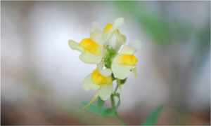 Fayette Wildflower, Photography by Penny A Parrish (Dec. 2013-Jan. 2014)