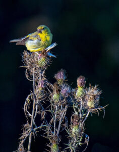 Goldfinch on Thistle, Photography by Jeanne Jackson, 14in x 11in, $175 (February 2020)