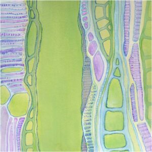 HONORABLE MENTION: Xylem 2, Ink and Gouache on Paper by Anna Velkoff Freeman (July 2014)