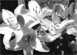 Sunlight on Lilies, Photography by Elizabeth Shumate (December 2014/January 2015)