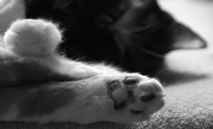 Paws Pause, Photograph by Penny A Parrish (April 2014)