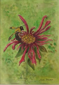 Bee Balm Bee, Watercolor by Suzi Bevan (December 2014/January 2015)