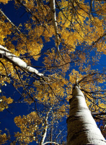 Aspens, Photographic Print by Dorothy Stout, 30in x 22in, $350 (July 2020)