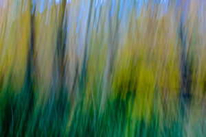 Autumn Abstract, Photograph on Metal by Lee Cochrane, 8in x 12in, $160 (July 2020)