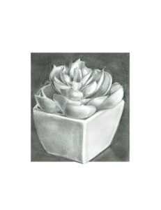 Single Succulent, Graphite by Cedric Harrison, $120 (Aug. 2020-Jan. 2021 CBTC)