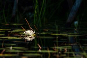 Lily Pad, Full Frame by Nicholas Mullet, 20in x 30in, $400 (September 2020)