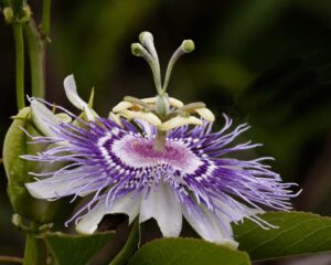 Passion Flower, Photograph by David Boyd, 16om x 20in, $175 (September 2020)