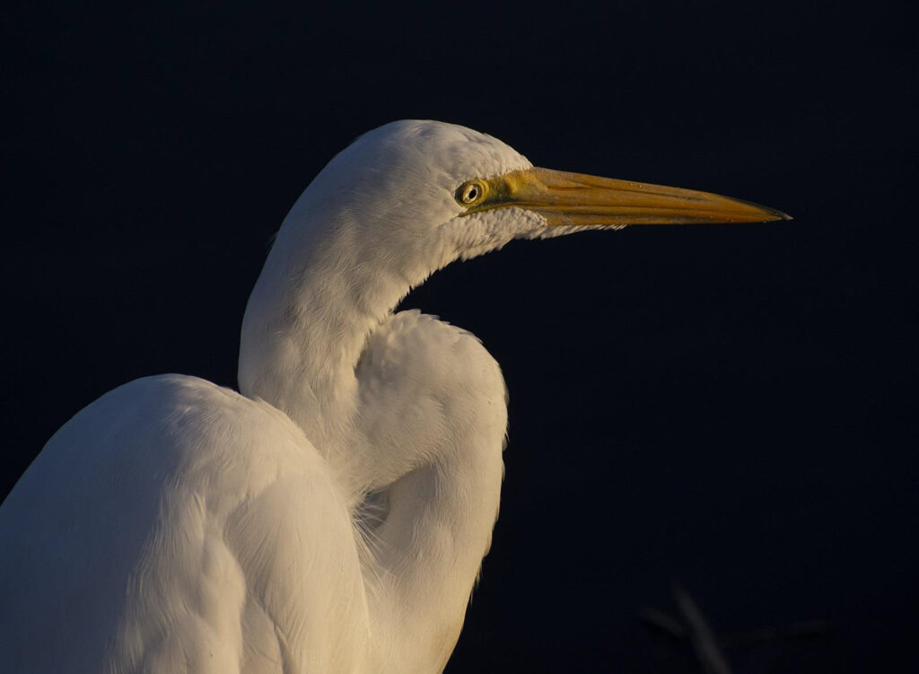 THIRD PLACE: Egret, Photographic Print by Dorothy Stout, 30in x 22in, $350 (Dec. 2020 - Jan. 2021)