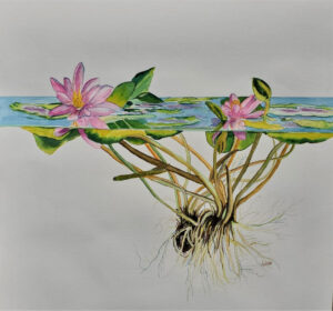 In The Pink, Watercolor by Juliette Swenson, 14in x 15in, $265 (Dec. 2020 - Jan. 2021)
