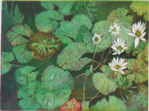 Ledew Gradens Water Lily Pads, Etching-Acquatint by David Brosch, 18in x 24in, $450 (Dec. 2020 - Jan. 2021)