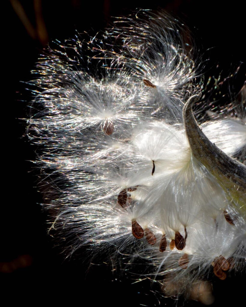 HONORABLE MENTION: Milkweed Explosion, Photography by Penny A Parrish, 20in x 16in, $150 (Dec. 2020 - Jan. 2021)