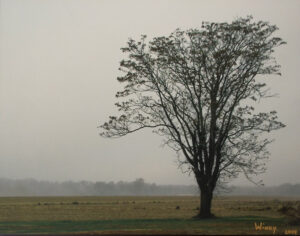 Tree in the Fog, Photography by Sheila R Jones  (February 2015)