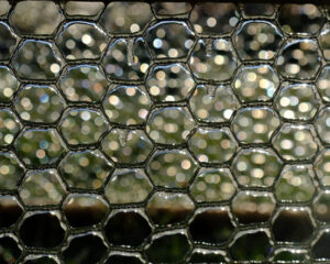 Chicken Wire, Photography by Mary Johnson-Mason, 8in x 10in, $75 (February 2021)