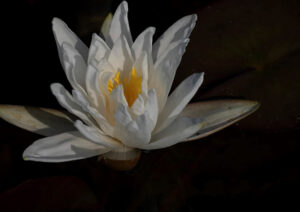 White Lily, Digital Photography by Linda Agar-Hendrix, 12in x 17in, $145 (February 2021)