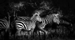 Mystic Serengeti, Photograph on Metal by Gregg McCrary, 16in x 30in, $225 (March 2021)