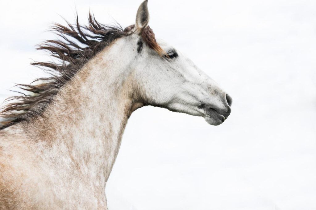 HONORABLE MENTION: Andalusian Canter, Photography by Valery Logan, 20in x 30in, $775 (June 2021)