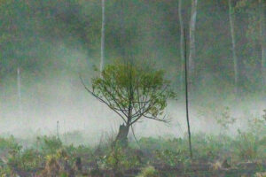 Spring Mist, Digital Photography by Chris McClintock, 12in x 18in, $200 (August 2021)