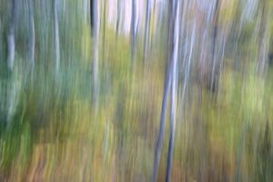 Forest Dreams, Photography by Lee Cochrane, 12in x 18in, $180 (September 2021)