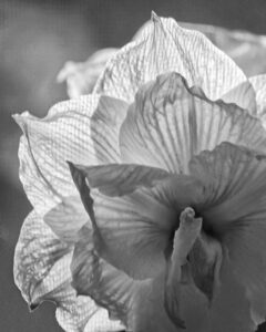 Amaryllis, Photography by Penny A. Parrish, 10in x 8in, $100 (November 2021)