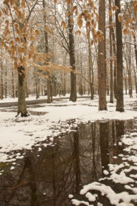 Season's Reflections, Photography by Laura O'Leary, 18in x 12in, $160 (Dec. 2021- Jan. 2022)