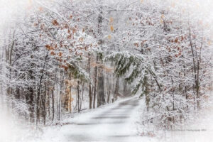 Winter Wonderland, Digital Photo on Metal by Christine McClintock, 12in x 18in, $200 (Dec. 2021- Jan. 2022)