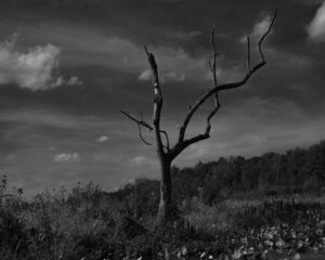 Jug Bay/Dead Tree, Digital Photography by Heather Martley, 16in x 20in, NFS (February 2022)