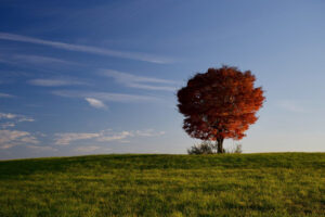 Solo Tree, Photograph by Steven Bishop, 18in x 12in, $285 (February 2022)