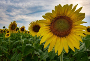 Sunflowers, Photographic Print by Dorothy Stout, 19in x 28in, $600 (February 2022)