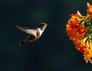 Hummingbird, Photography by Dorothy Stout, 17in x 22in, $400 (April 2022)