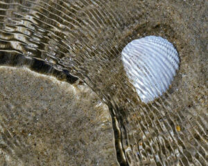 Shell Ripples, Photography by David Kennedy, 20in x 16in, $160 (April 2022)