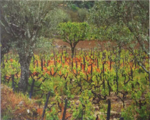 Grape Vines- Portugal, Archival Metallic Photograph by Deborah D. Herndon, 16in x 20in, $250 (September 2022)