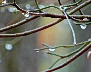 Rain Drops, Digital Photography by Elizabeth Shumate, 11in x 14in, $145 (Dec. 2022 - Jan. 2023)