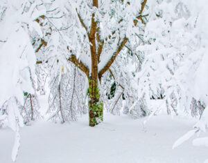 Snowpocalypse, Photography by Jeanne Jackson, 11in x 14in, $235 (Dec. 2022 - Jan. 2023)